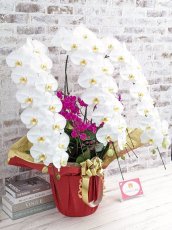 画像3: 【※超大型送料5,800円】当農園オリジナル！紅白胡蝶蘭〔楊貴妃(ヨウキヒ)〕＊(4)＊＜７つの特典付き！＞ (3)