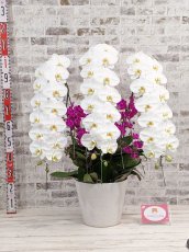 画像5: 【※超大型送料5,800円】当農園オリジナル！紅白胡蝶蘭〔楊貴妃(ヨウキヒ)〕＊(4)＊＜７つの特典付き！＞ (5)