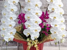 画像4: 【※超大型送料5,800円】当農園オリジナル！紅白胡蝶蘭〔楊貴妃(ヨウキヒ)〕＊(4)＊＜７つの特典付き！＞ (4)