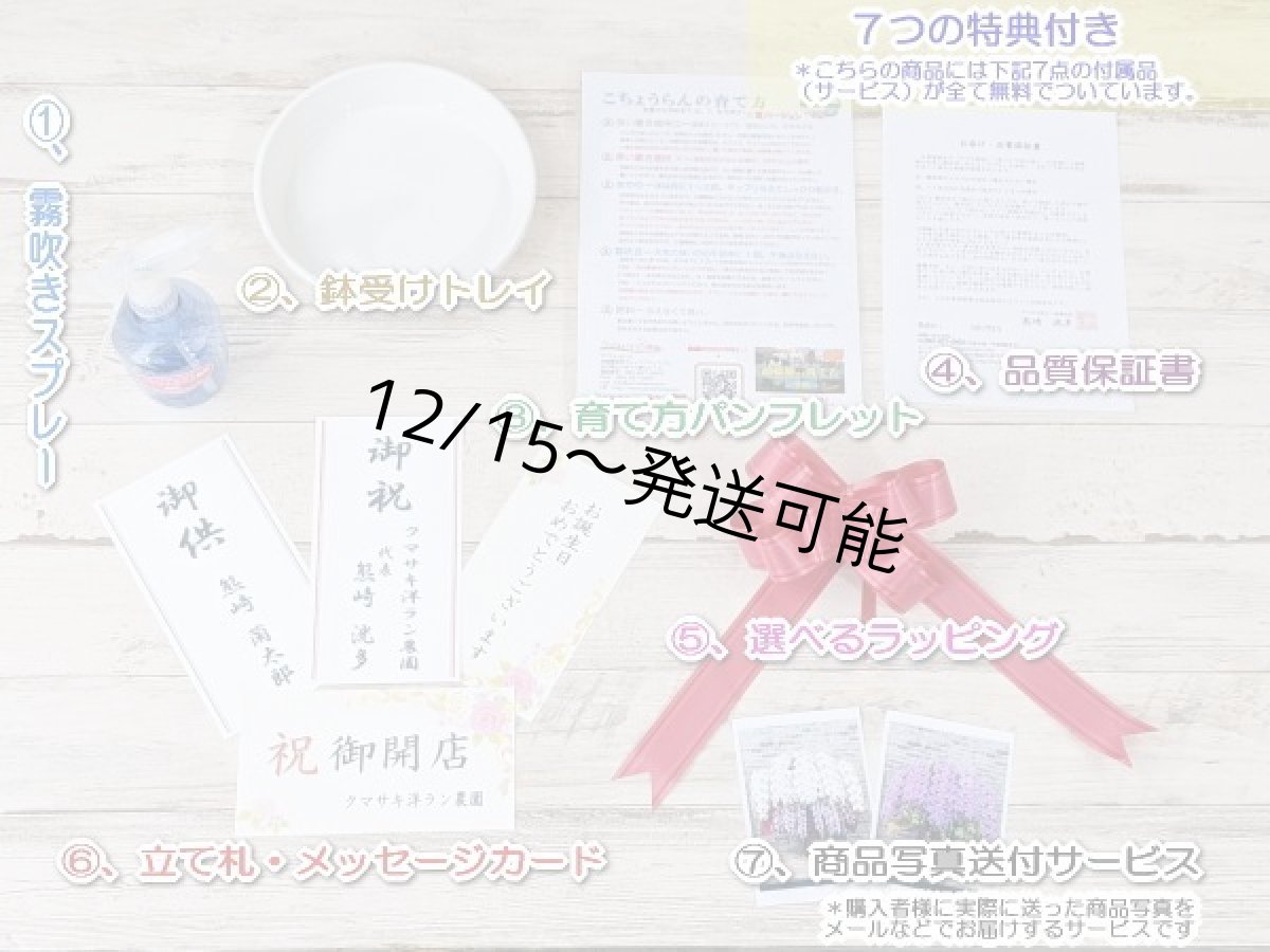 画像9: 【送料込み価格】☆鉢も楽しむ！7種の『スクエア鉢』☆華やかなピンク大輪胡蝶蘭＊角鉢＊１本立＊＜７つの特典付き！＞〈約高さ80ｃｍ、横幅25ｃｍ、奥行き35ｃｍ〉11輪以上＜squareシリーズ＞ (9)