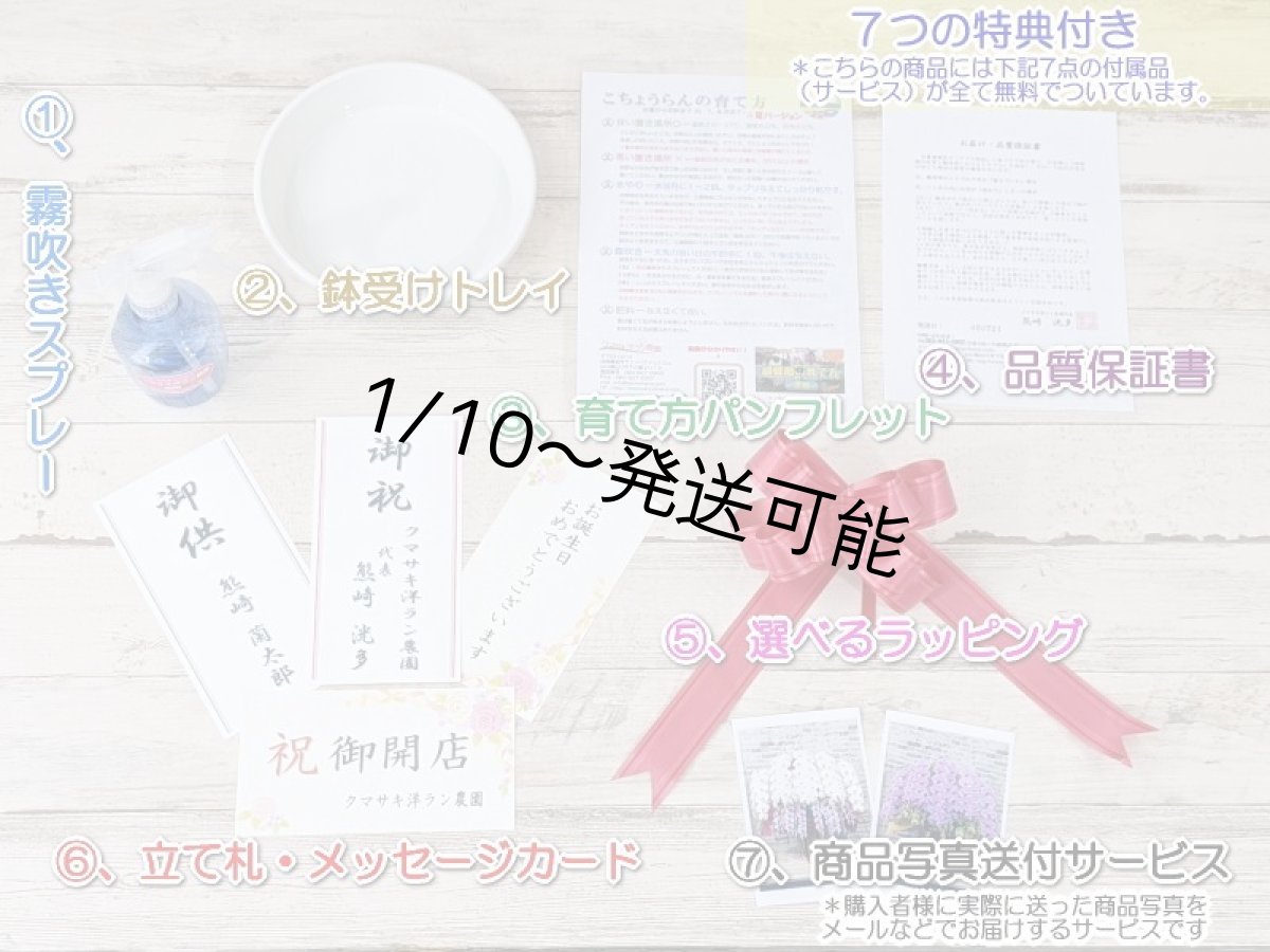 画像7: 当農園オリジナル！ミックス胡蝶蘭〔楊貴妃(ヨウキヒ)〕＊(1)＊＜７つの特典付き！＞ (7)