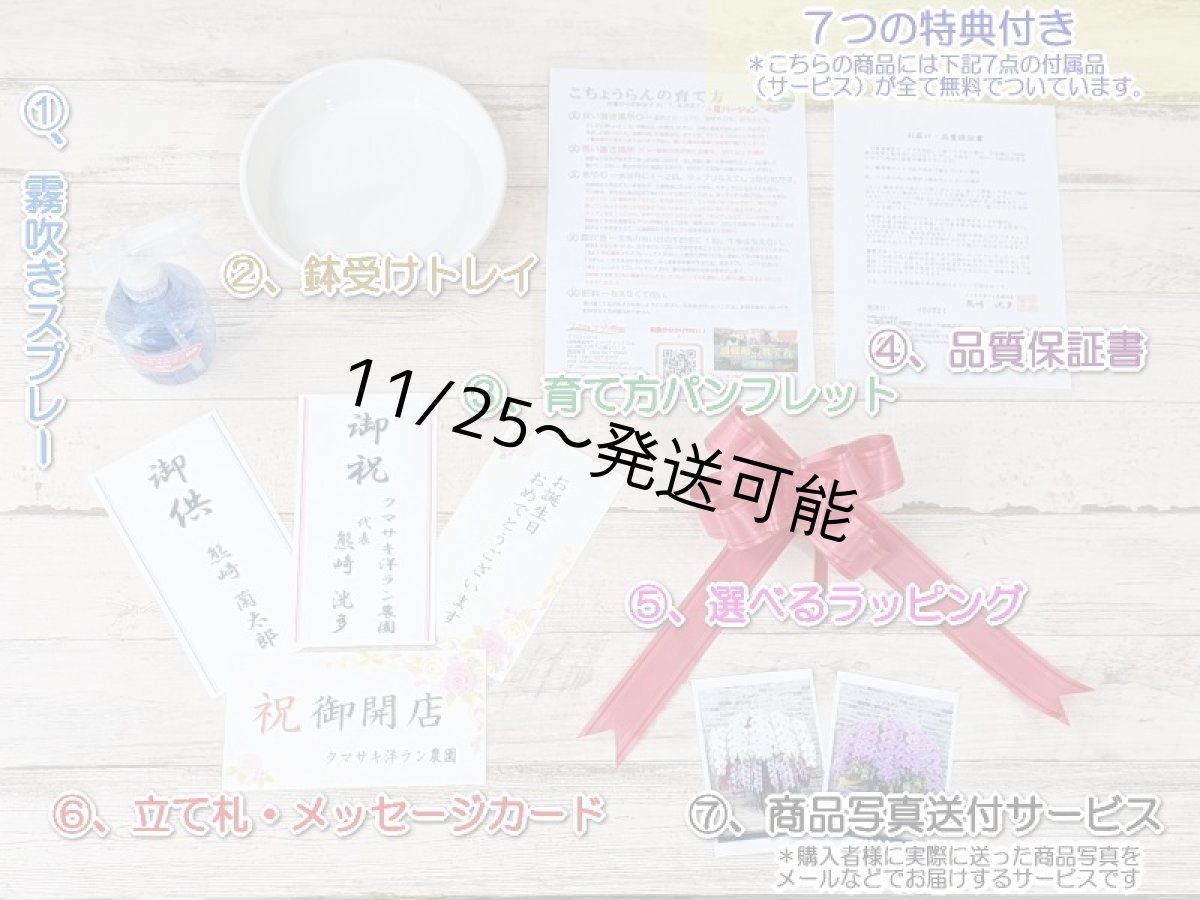 画像7: 【※大型送料3,800円】新商品！赤リップ胡蝶蘭『舞姫（まいひめ）シロアカ』(５本立)＜７つの特典付き！＞〈約高さ９５ｃｍ、横幅６０ｃｍ、奥行き５５ｃｍ〉55輪以上 (7)
