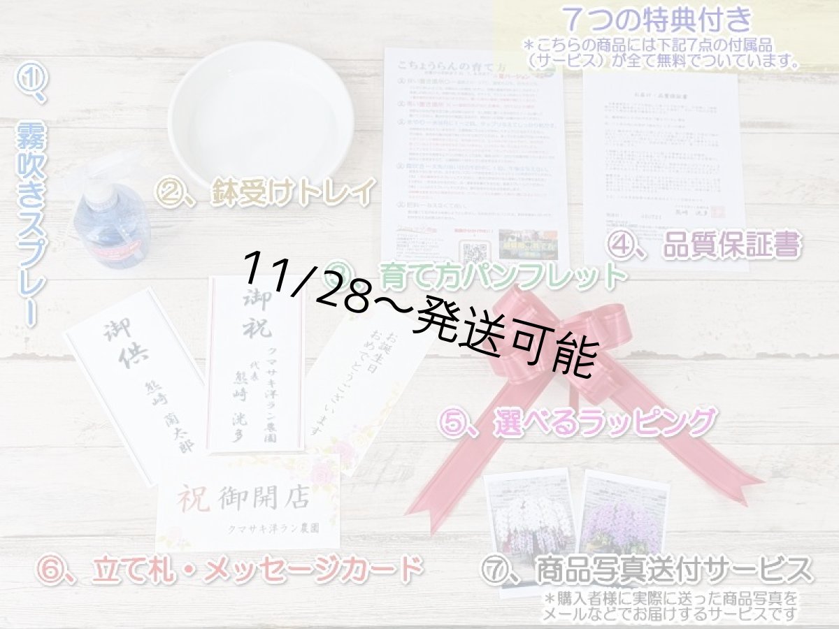 画像7: さくら色大輪胡蝶蘭＊『ハッピー・ストリーム』Ｍサイズ(２本立)＜７つの特典付き！＞〈約高さ８５ｃｍ、横幅４５ｃｍ、奥行き４５ｃｍ〉24輪以上 (7)