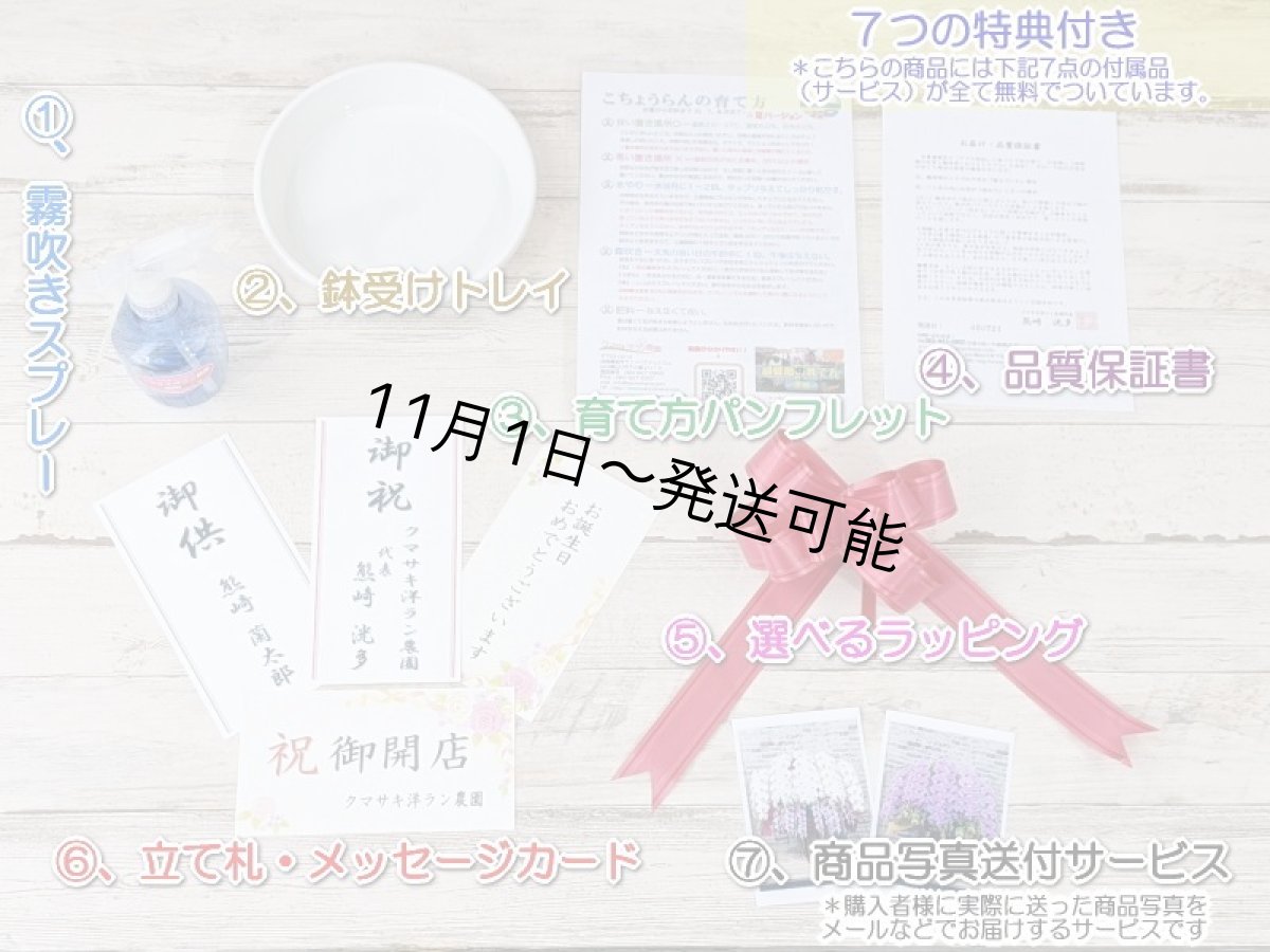 画像6: 【※大型送料3,800円】【上級 鳴滝清流こちょうらん 3本立】*白*(大輪)<7つの特典付き!>〈約高さ95cm、横幅65cm、奥行き50cm〉40-43輪 (6)
