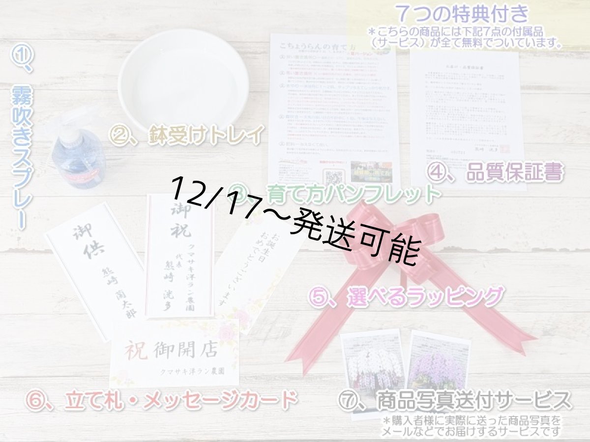 画像7: 新商品！赤リップ胡蝶蘭『舞姫（まいひめ）シロアカ』(３本立)＜７つの特典付き！＞〈約高さ９０ｃｍ、横幅５５ｃｍ、奥行き５０ｃｍ〉35輪以上 (7)