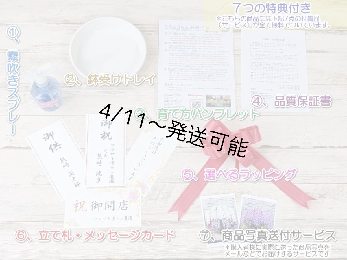 画像7: 【※大型送料3,800円】新商品！赤リップ胡蝶蘭『舞姫（まいひめ）シロアカ』(５本立)＜７つの特典付き！＞〈約高さ９５ｃｍ、横幅６０ｃｍ、奥行き５５ｃｍ〉55輪以上 (7)