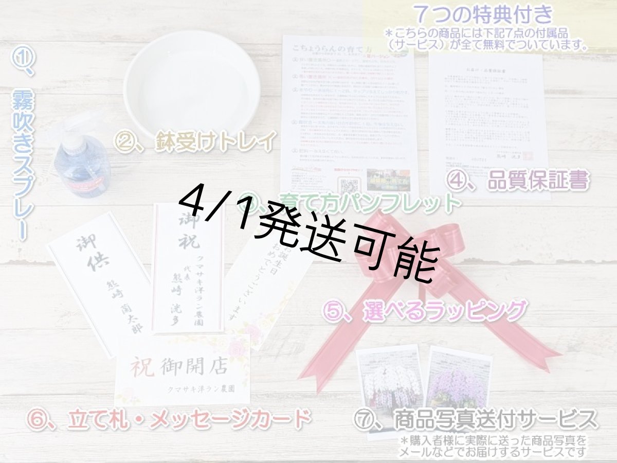 画像7: 【農林水産大臣賞受賞品種】ミディ系ピンク胡蝶蘭！『乙姫（おとひめ）』＊３本立＊＜７つの特典付き！＞〈約高さ７５ｃｍ、横幅４５ｃｍ、奥行き４５ｃｍ〉48輪以上 (7)