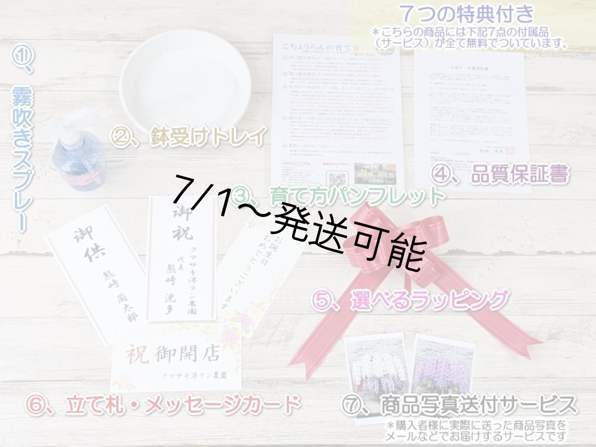 画像7: 新商品！赤リップ胡蝶蘭『舞姫（まいひめ）シロアカ』(３本立)＜７つの特典付き！＞〈約高さ９０ｃｍ、横幅５５ｃｍ、奥行き５０ｃｍ〉35輪以上 (7)