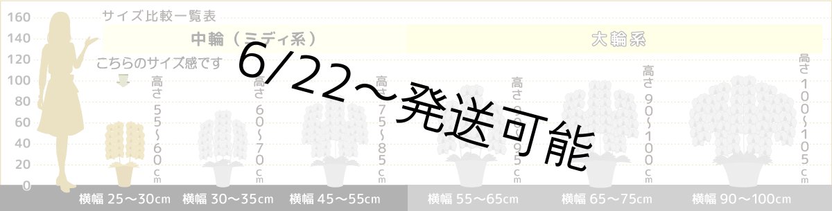 画像8: 【全国洋ラン品評会受賞品種】ミディ系ホワイト胡蝶蘭！『リトルシルキー』＊３本立＊＜７つの特典付き！＞〈約高さ７５ｃｍ、横幅５０ｃｍ、奥行き５０ｃｍ〉５５輪以上 (8)