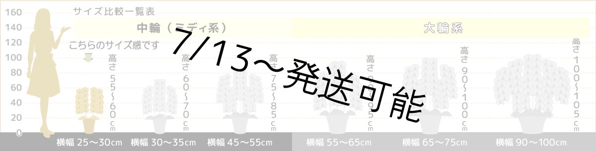 画像6: 【全国洋ラン品評会受賞品種】ミディ系ホワイト胡蝶蘭！『リトルシルキー』＊２本立＊＜７つの特典付き！＞〈約高さ６５ｃｍ、横幅４０ｃｍ、奥行き４５ｃｍ〉３８輪以上 (6)