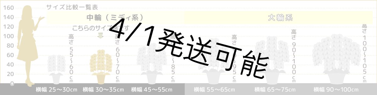 画像8: 【農林水産大臣賞受賞品種】ミディ系ピンク胡蝶蘭！『乙姫（おとひめ）』＊３本立＊＜７つの特典付き！＞〈約高さ７５ｃｍ、横幅４５ｃｍ、奥行き４５ｃｍ〉48輪以上 (8)