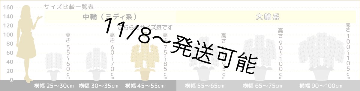 画像7: 【全国洋ラン品評会受賞品種】ミディ系ホワイト胡蝶蘭!『リトルシルキー』*5本立*<7つの特典付き!>〈約高さ80cm、横幅60cm、奥行き50cm〉80輪以上 (7)