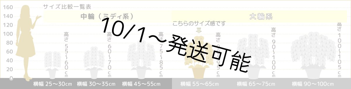 画像10: 【※大型送料3,800円】新品種！スタイリッシュで独創的【パープル・シオン】　５本立（大輪）＜７つの特典付き！＞〈約高さ９５ｃｍ、横幅６５ｃｍ、奥行き５５ｃｍ〉50輪以上  (10)