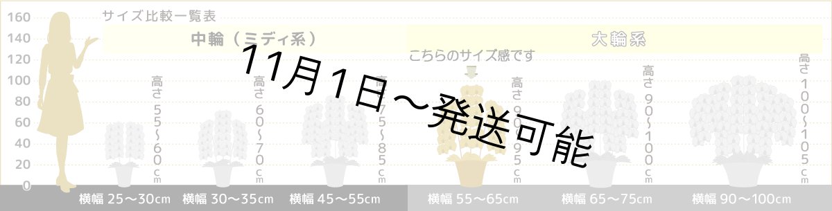 画像7: 【※大型送料3,800円】【上級 鳴滝清流こちょうらん 3本立】*白*(大輪)<7つの特典付き!>〈約高さ95cm、横幅65cm、奥行き50cm〉40-43輪 (7)
