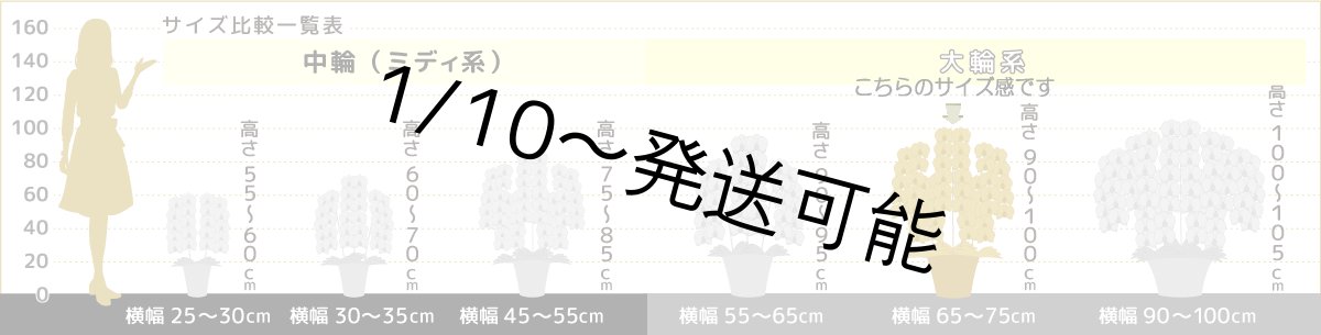 画像8: 【※超大型送料5,800円】【上級　鳴滝清流こちょうらん　５本立】＊白＊（大輪）＜７つの特典付き！＞〈約９５ｃｍ、横幅９０ｃｍ、奥行き５０ｃｍ〉65輪以上 (8)