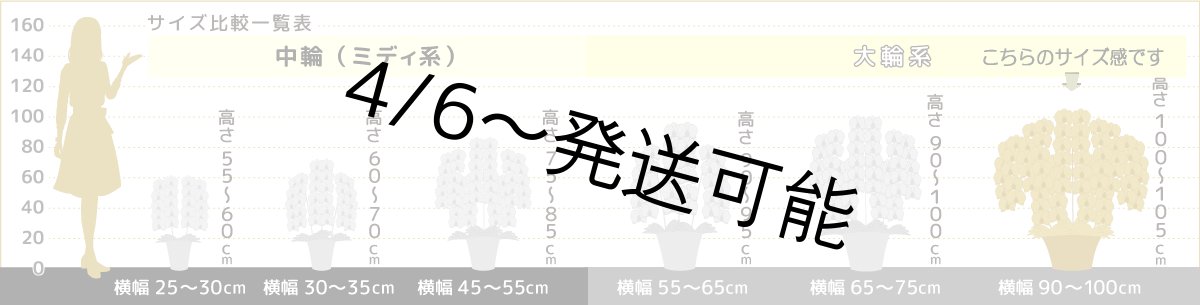画像6: 【※超大型送料5,800円】新商品！【紅白胡蝶蘭　(こうはくこちょうらん)　７本立て】＊白・ピンク＊（大輪）＜７つの特典付き！＞〈約高さ１００ｃｍ、横幅１００ｃｍ、奥行き６０ｃｍ〉85輪以上 (6)