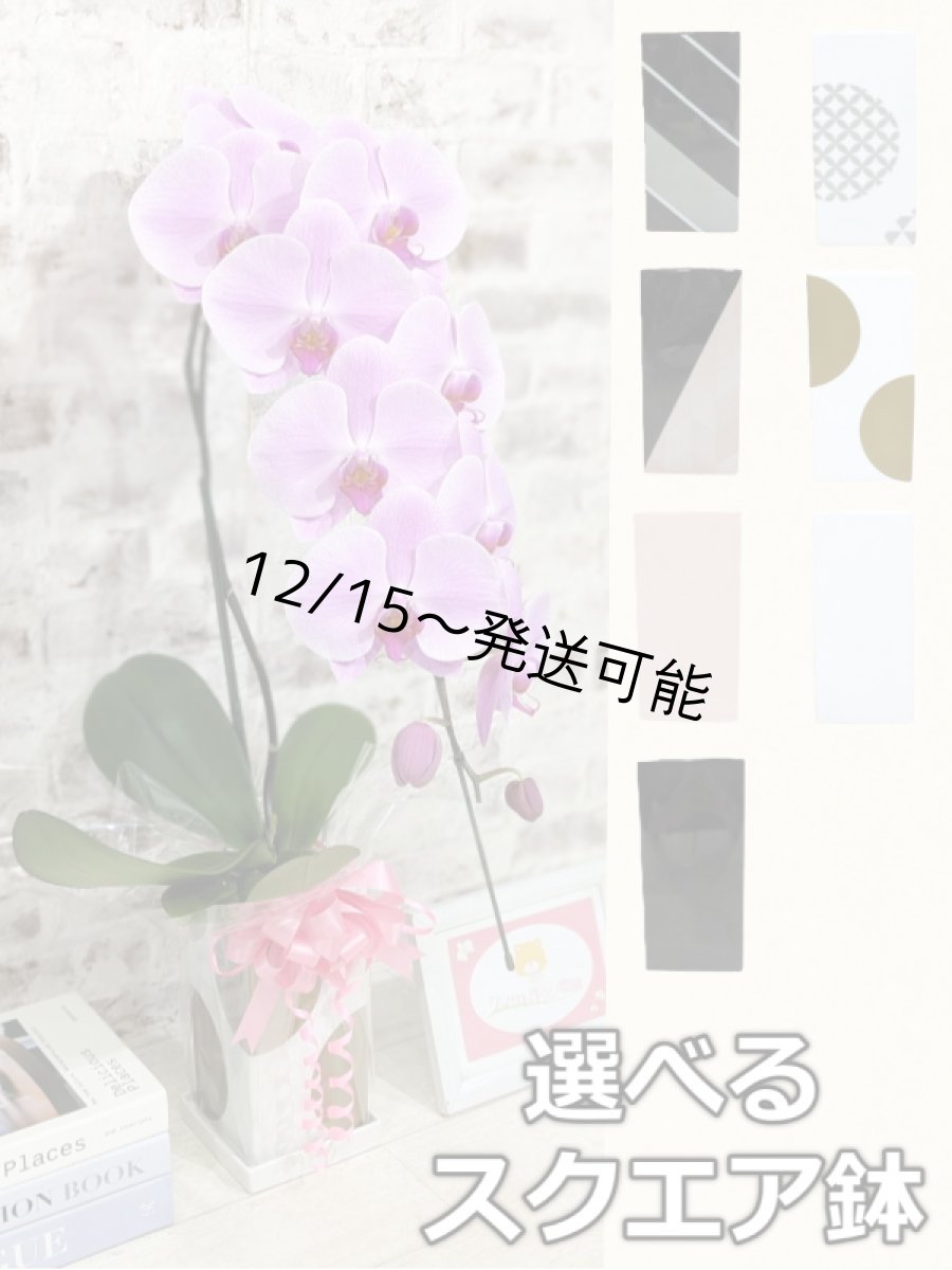 画像1: 【送料込み価格】☆鉢も楽しむ！7種の『スクエア鉢』☆華やかなピンク大輪胡蝶蘭＊角鉢＊１本立＊＜７つの特典付き！＞〈約高さ80ｃｍ、横幅25ｃｍ、奥行き35ｃｍ〉11輪以上＜squareシリーズ＞ (1)