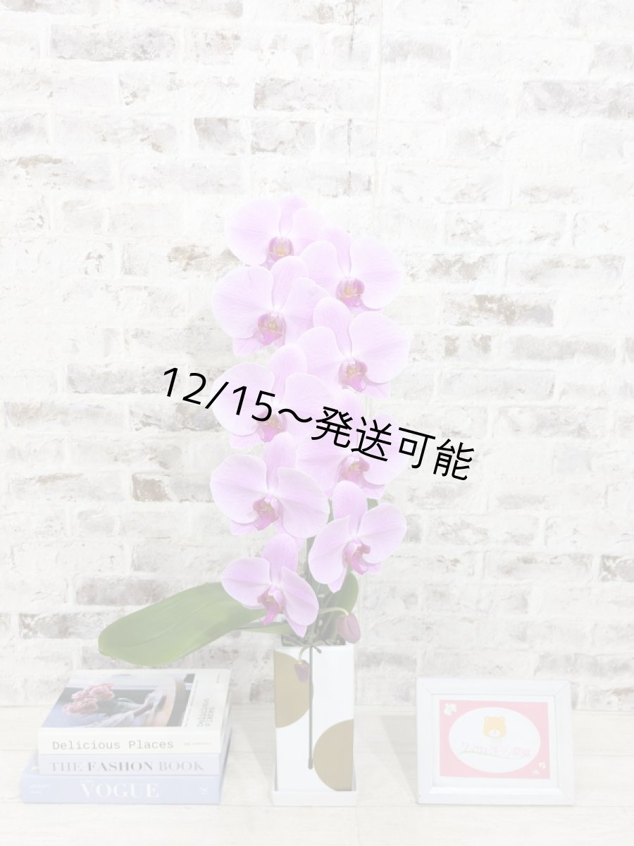 画像4: 【送料込み価格】☆鉢も楽しむ！7種の『スクエア鉢』☆華やかなピンク大輪胡蝶蘭＊角鉢＊１本立＊＜７つの特典付き！＞〈約高さ80ｃｍ、横幅25ｃｍ、奥行き35ｃｍ〉11輪以上＜squareシリーズ＞ (4)