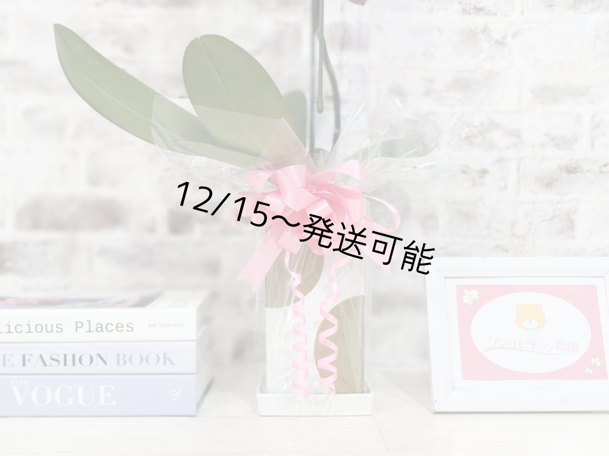 画像7: 【送料込み価格】☆鉢も楽しむ！7種の『スクエア鉢』☆華やかなピンク大輪胡蝶蘭＊角鉢＊１本立＊＜７つの特典付き！＞〈約高さ80ｃｍ、横幅25ｃｍ、奥行き35ｃｍ〉11輪以上＜squareシリーズ＞ (7)