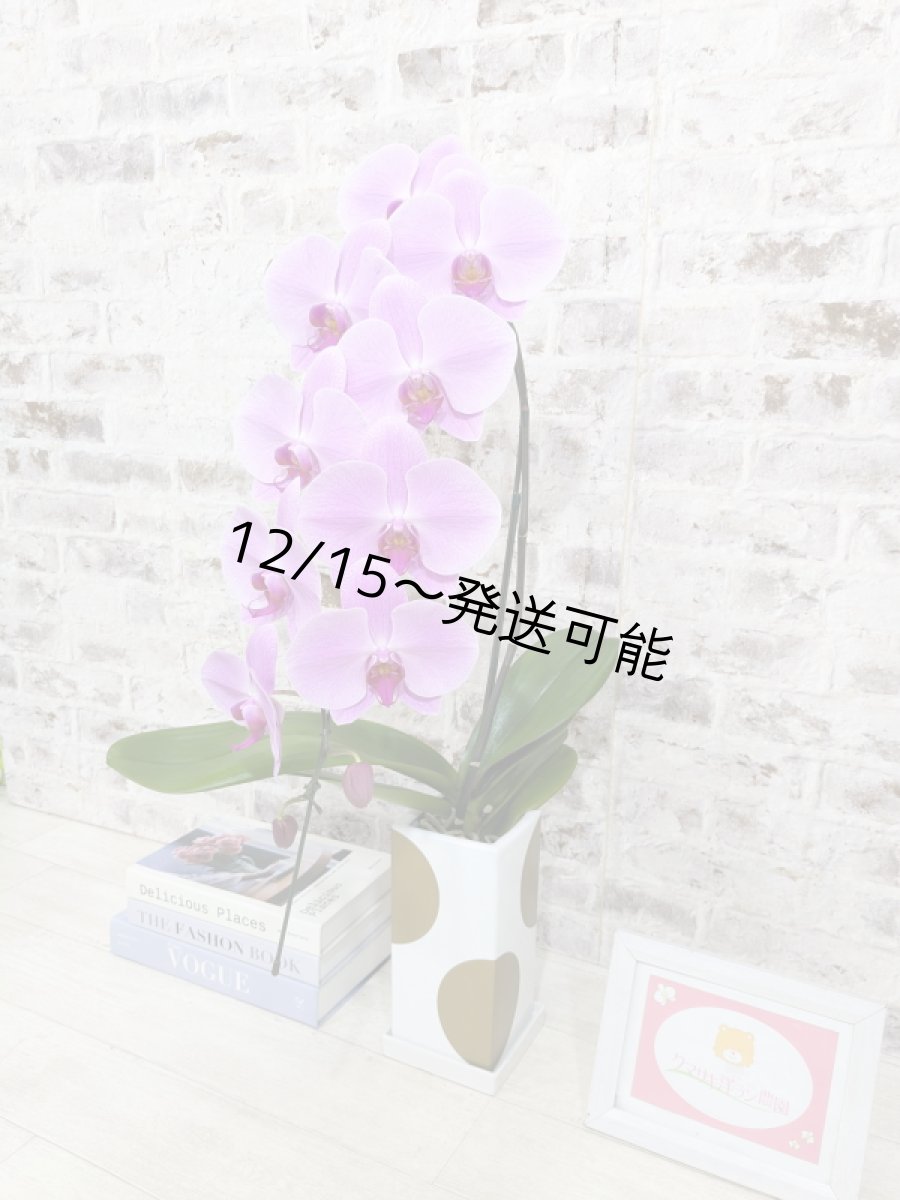 画像5: 【送料込み価格】☆鉢も楽しむ！7種の『スクエア鉢』☆華やかなピンク大輪胡蝶蘭＊角鉢＊１本立＊＜７つの特典付き！＞〈約高さ80ｃｍ、横幅25ｃｍ、奥行き35ｃｍ〉11輪以上＜squareシリーズ＞ (5)