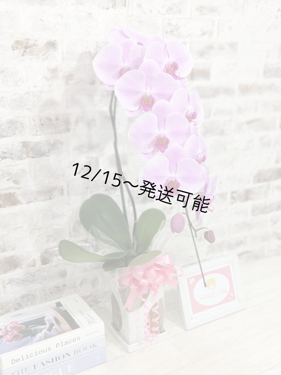 画像3: 【送料込み価格】☆鉢も楽しむ！7種の『スクエア鉢』☆華やかなピンク大輪胡蝶蘭＊角鉢＊１本立＊＜７つの特典付き！＞〈約高さ80ｃｍ、横幅25ｃｍ、奥行き35ｃｍ〉11輪以上＜squareシリーズ＞ (3)