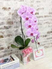 画像3: ☆鉢も楽しむ！7種の『スクエア鉢』☆華やかなピンク大輪胡蝶蘭＊角鉢＊１本立＊＜７つの特典付き！＞〈約高さ80ｃｍ、横幅25ｃｍ、奥行き35ｃｍ〉11輪以上＜squareシリーズ＞ (3)