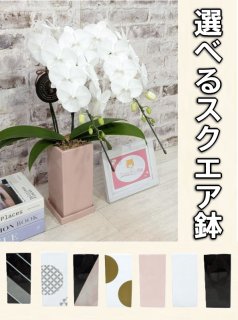 70726f647563742f3173717565722f