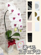 画像1: ☆鉢も楽しむ！7種の『スクエア鉢』☆根強い人気のシロアカ大輪胡蝶蘭＊角鉢＊１本立＊＜７つの特典付き！＞〈約高さ80ｃｍ、横幅25ｃｍ、奥行き35ｃｍ〉11輪以上＜squareシリーズ＞ (1)