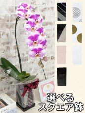 画像1: ☆鉢も楽しむ！7種の『スクエア鉢』☆スタイリッシュで独創的【パープル・シオン】＊角鉢＊１本立＊＜７つの特典付き！＞〈約高さ80ｃｍ、横幅25ｃｍ、奥行き35ｃｍ〉11輪以上＜squareシリーズ＞ (1)