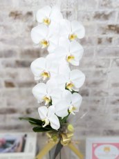 画像6: ☆鉢も楽しむ！7種の『スクエア鉢』☆純白の白が美しい！定番の白大輪胡蝶蘭＊角鉢＊１本立＊＜７つの特典付き！＞〈約高さ80ｃｍ、横幅25ｃｍ、奥行き35ｃｍ〉11輪以上＜squareシリーズ＞ (6)
