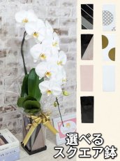 画像1: ☆鉢も楽しむ！7種の『スクエア鉢』☆純白の白が美しい！定番の白大輪胡蝶蘭＊角鉢＊１本立＊＜７つの特典付き！＞〈約高さ80ｃｍ、横幅25ｃｍ、奥行き35ｃｍ〉11輪以上＜squareシリーズ＞ (1)