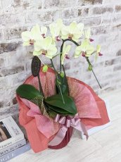 画像3: 超希少！イエロー胡蝶蘭‘日の出’　(小)　ミディサイズ(２本立)＜７つの特典付き！＞〈約高さ６０ｃｍ、横幅３０ｃｍ、奥行き３０ｃｍ〉16輪以上 (3)