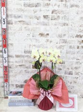 画像5: 超希少！イエロー胡蝶蘭‘日の出’　(小)　ミディサイズ(２本立)＜７つの特典付き！＞〈約高さ６０ｃｍ、横幅３０ｃｍ、奥行き３０ｃｍ〉16輪以上 (5)