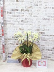 画像5: 超希少！イエロー胡蝶蘭‘日の出’　(小)　ミディサイズ(５本立)＜７つの特典付き！＞〈約高さ７５ｃｍ、横幅５０ｃｍ、奥行き４０ｃｍ〉40輪以上 (5)