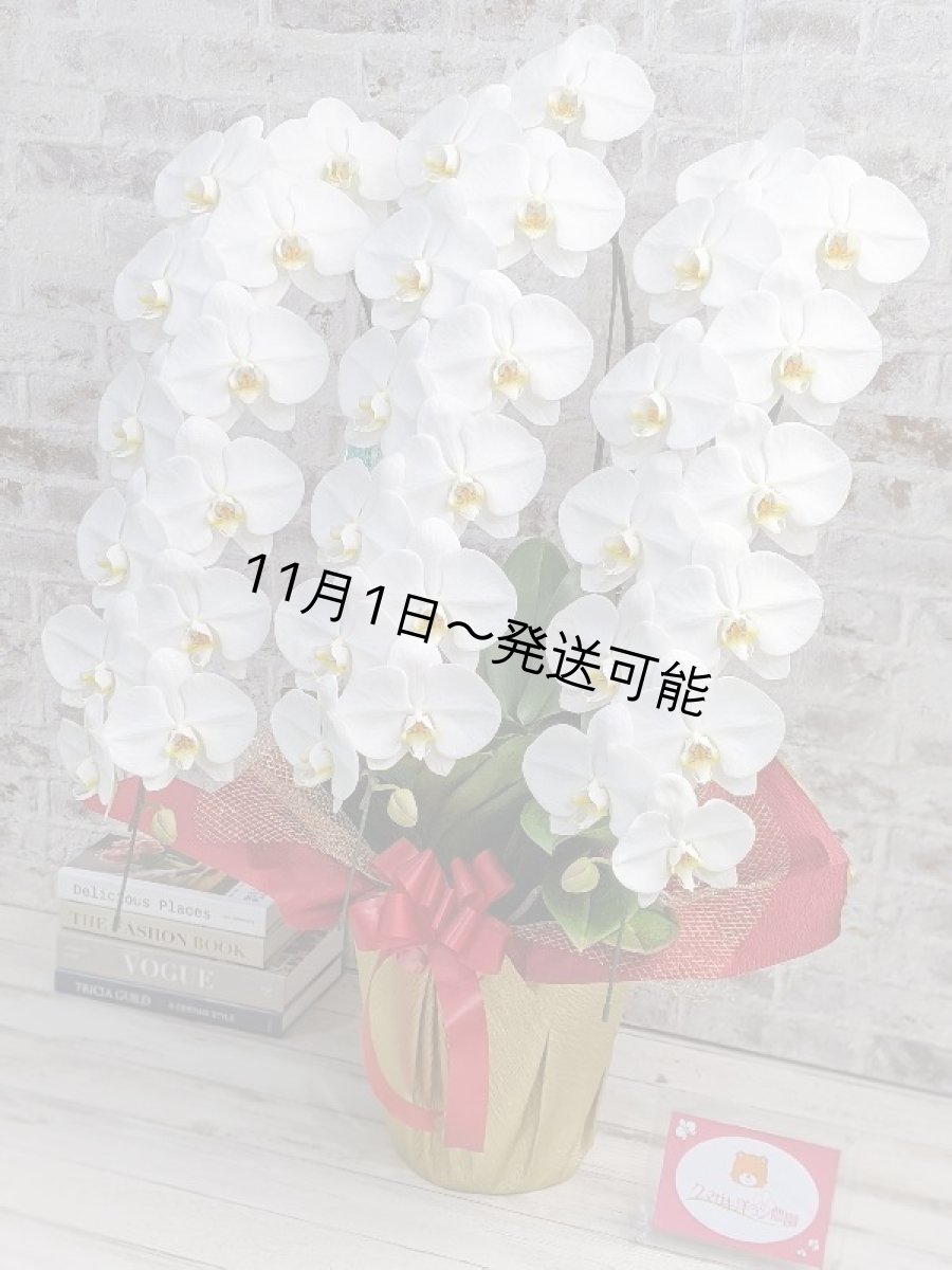 画像2: 【※大型送料3,800円】【上級 鳴滝清流こちょうらん 3本立】*白*(大輪)<7つの特典付き!>〈約高さ95cm、横幅65cm、奥行き50cm〉40-43輪 (2)