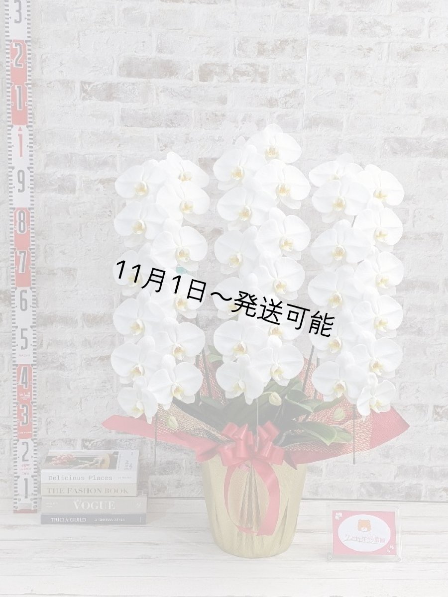 画像5: 【※大型送料3,800円】【上級 鳴滝清流こちょうらん 3本立】*白*(大輪)<7つの特典付き!>〈約高さ95cm、横幅65cm、奥行き50cm〉40-43輪 (5)
