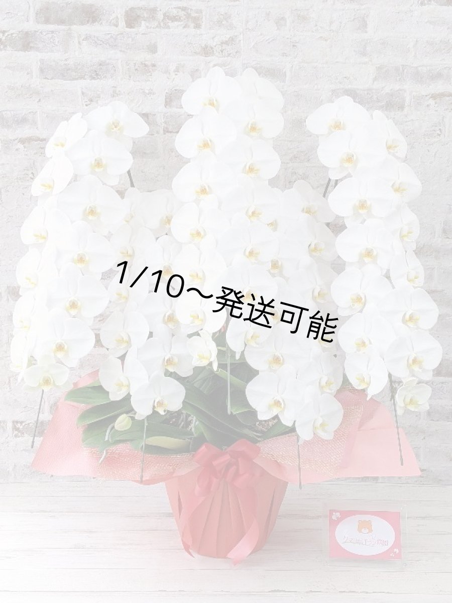 画像1: 【※超大型送料5,800円】【上級　鳴滝清流こちょうらん　５本立】＊白＊（大輪）＜７つの特典付き！＞〈約９５ｃｍ、横幅９０ｃｍ、奥行き５０ｃｍ〉65輪以上 (1)