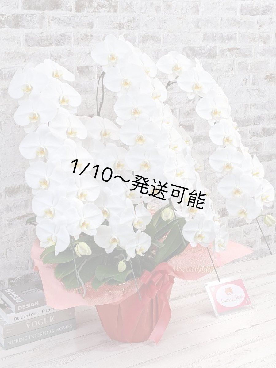 画像3: 【※超大型送料5,800円】【上級　鳴滝清流こちょうらん　５本立】＊白＊（大輪）＜７つの特典付き！＞〈約９５ｃｍ、横幅９０ｃｍ、奥行き５０ｃｍ〉65輪以上 (3)