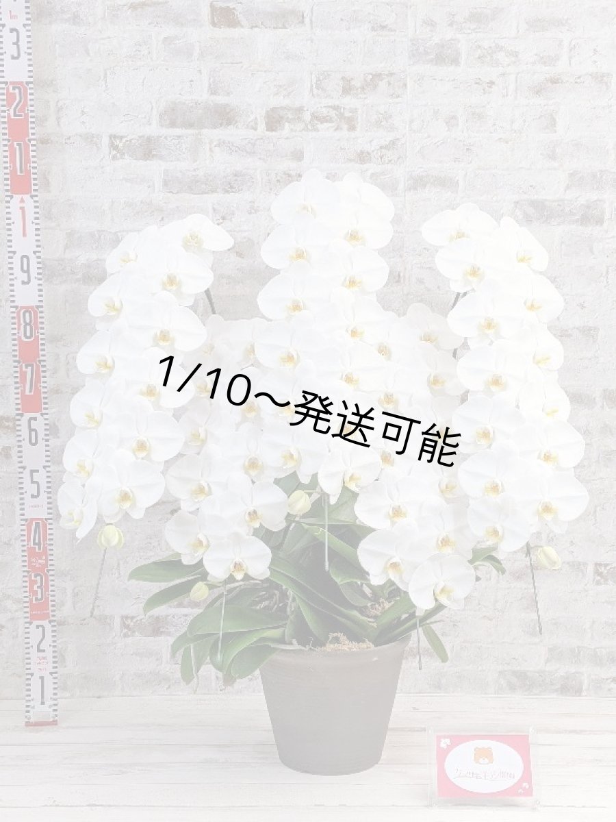 画像6: 【※超大型送料5,800円】【上級　鳴滝清流こちょうらん　５本立】＊白＊（大輪）＜７つの特典付き！＞〈約９５ｃｍ、横幅９０ｃｍ、奥行き５０ｃｍ〉65輪以上 (6)