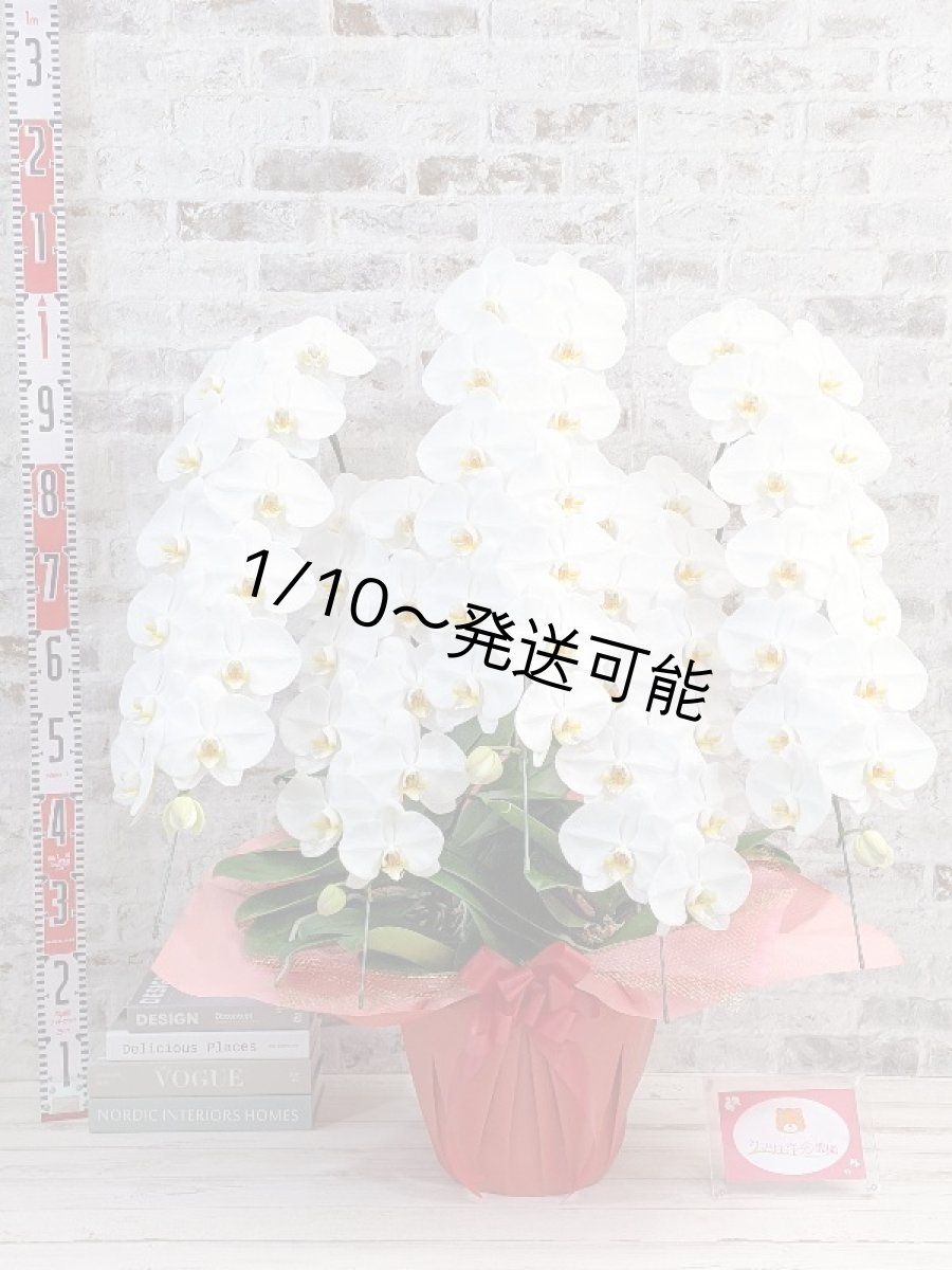 画像5: 【※超大型送料5,800円】【上級　鳴滝清流こちょうらん　５本立】＊白＊（大輪）＜７つの特典付き！＞〈約９５ｃｍ、横幅９０ｃｍ、奥行き５０ｃｍ〉65輪以上 (5)