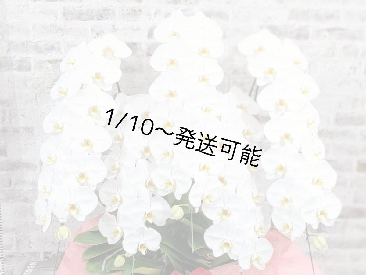 画像4: 【※超大型送料5,800円】【上級　鳴滝清流こちょうらん　５本立】＊白＊（大輪）＜７つの特典付き！＞〈約９５ｃｍ、横幅９０ｃｍ、奥行き５０ｃｍ〉65輪以上 (4)