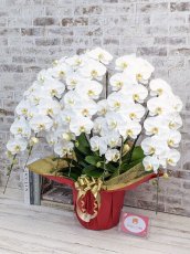 画像2: 【※大型送料3,600円】【プレミアム　鳴滝清流胡蝶蘭（なるたきせいりゅうこちょうらん）　７本立て】＊白＊(大輪)＜７つの特典付き！＞〈約高さ１０３ｃｍ、横幅１００ｃｍ、奥行き６０ｃｍ〉85輪以上 (2)