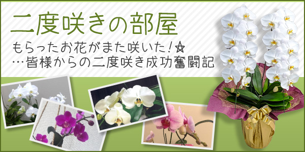 袋帯 胡蝶蘭 水色 銀糸 全通 唐織 お仕立て込み 着物・浴衣