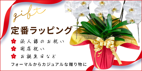 胡蝶蘭（3本立・5本立）お祝いギフト通販 花の贈り物｜クマサキ