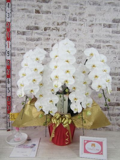 【卒寿のお誕生日祝いとしてお父様へ】想像以上に見事な胡蝶蘭で、生産者の方の素晴らしいお仕事ぶりに感服しきりでした。