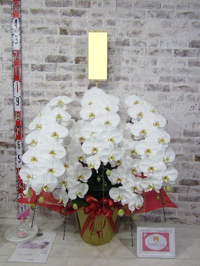 【就任祝い】素晴らしい胡蝶蘭を大変喜んでおられ、  内緒ですが・・・他社のお祝いのお花よりも  “ダントツで良い！！”  とお褒めの言葉をいただきました。