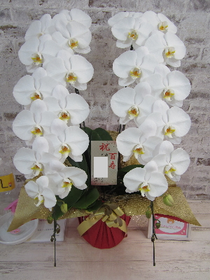 【百寿のお祝い】とても綺麗で立派な胡蝶蘭にとても満足しております。