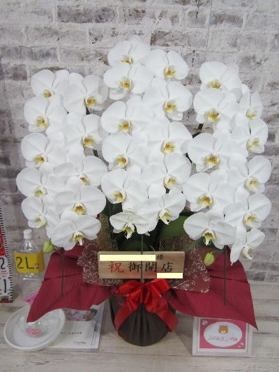 【開店祝い】大変綺麗で立派な胡蝶蘭をありがとうございます。 立て札も包装もすごく丁寧に作っていただき本当に感謝です。