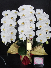 【創立50周年のお祝いとして】御社の胡蝶蘭はとても綺麗で、対応も全てが丁寧なので、安心して購入することができます。