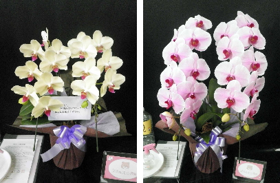 【お供え】中々淡い色の胡蝶蘭は あまり花屋さんでは見る機会もなく、直売店ではないと買えません。